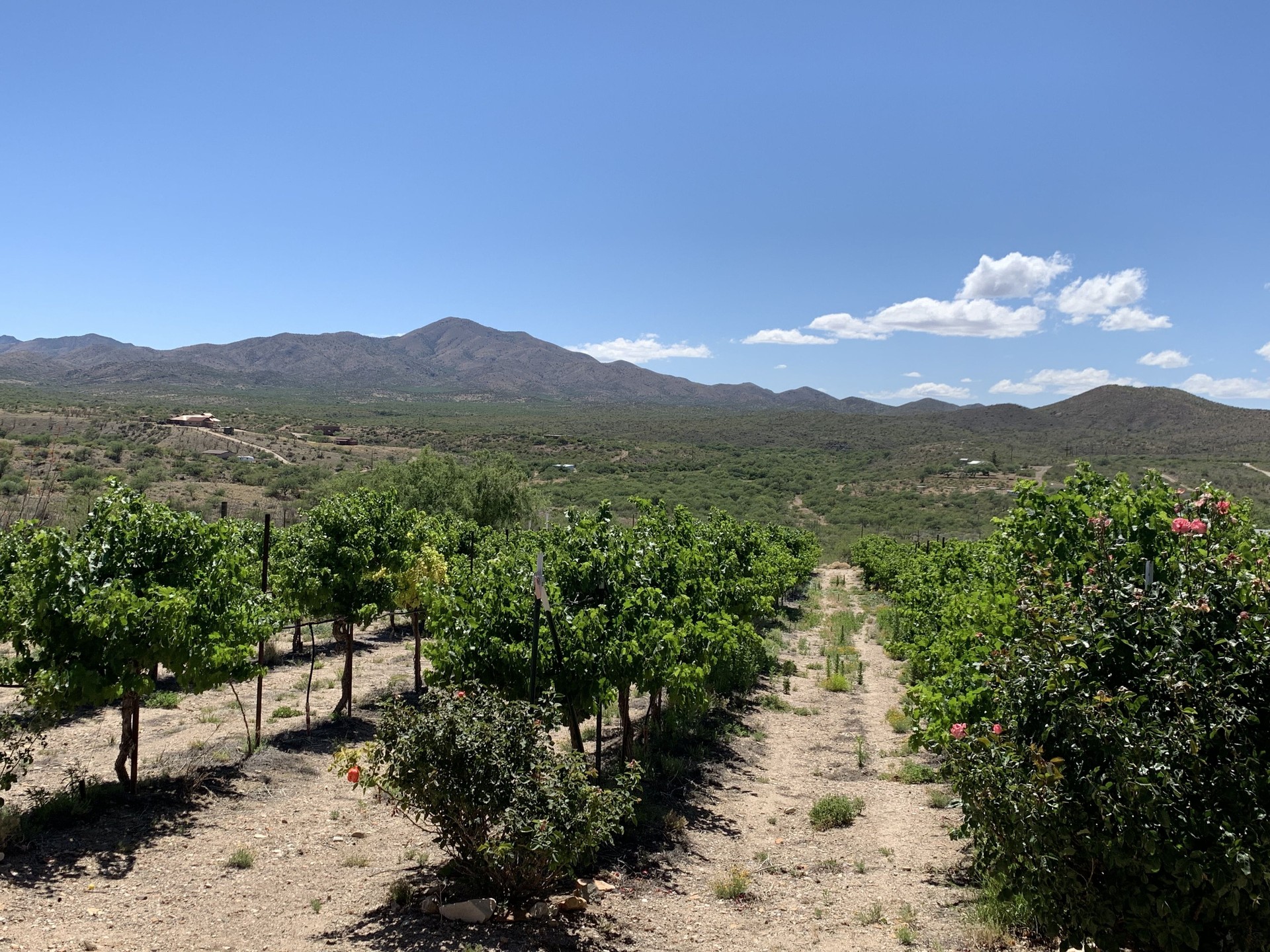 Landscape view of vineyards with mountains in the background outside of Sonoita, Arizona