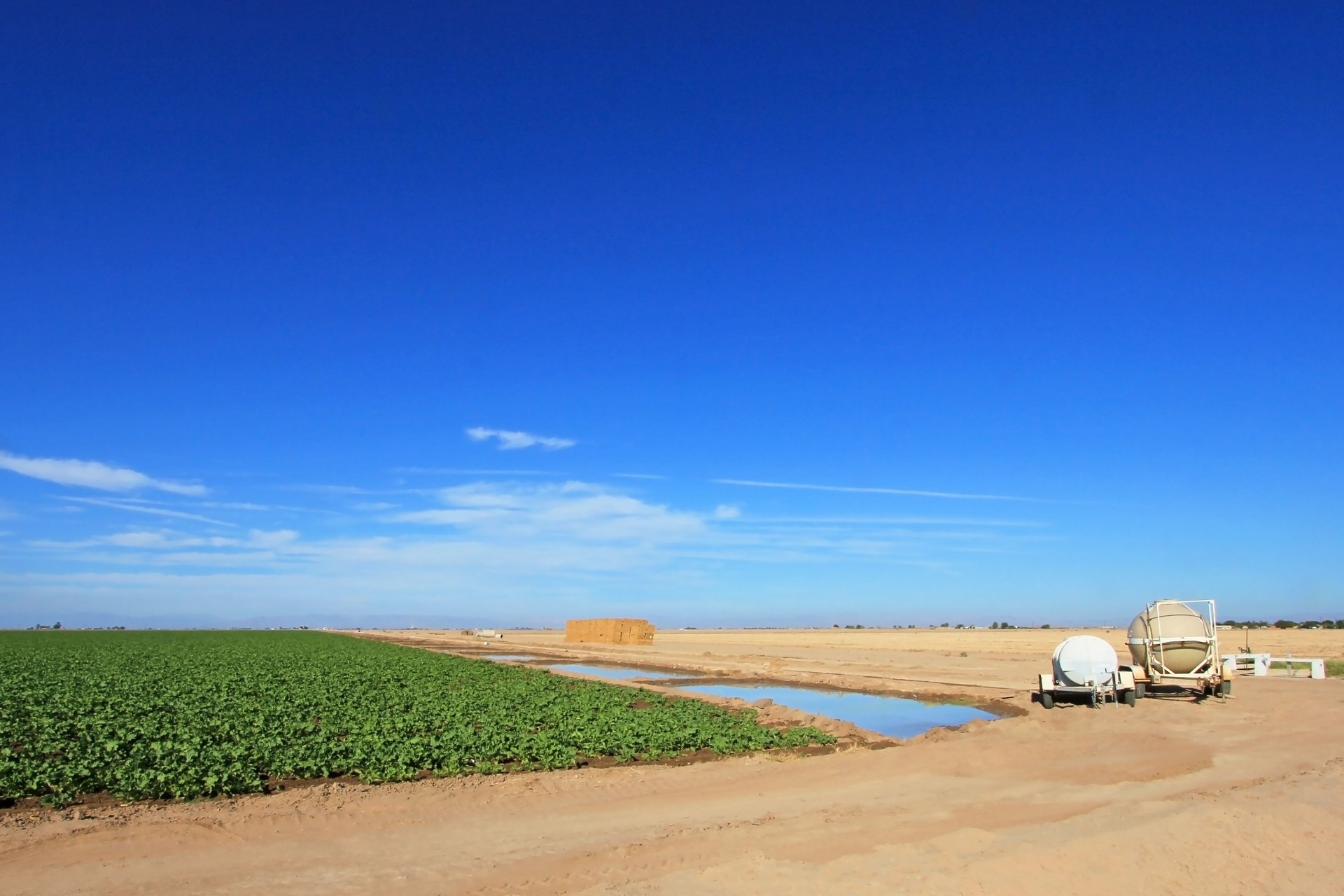 Cultivated field with artificial irrigation, growing in rows, USA