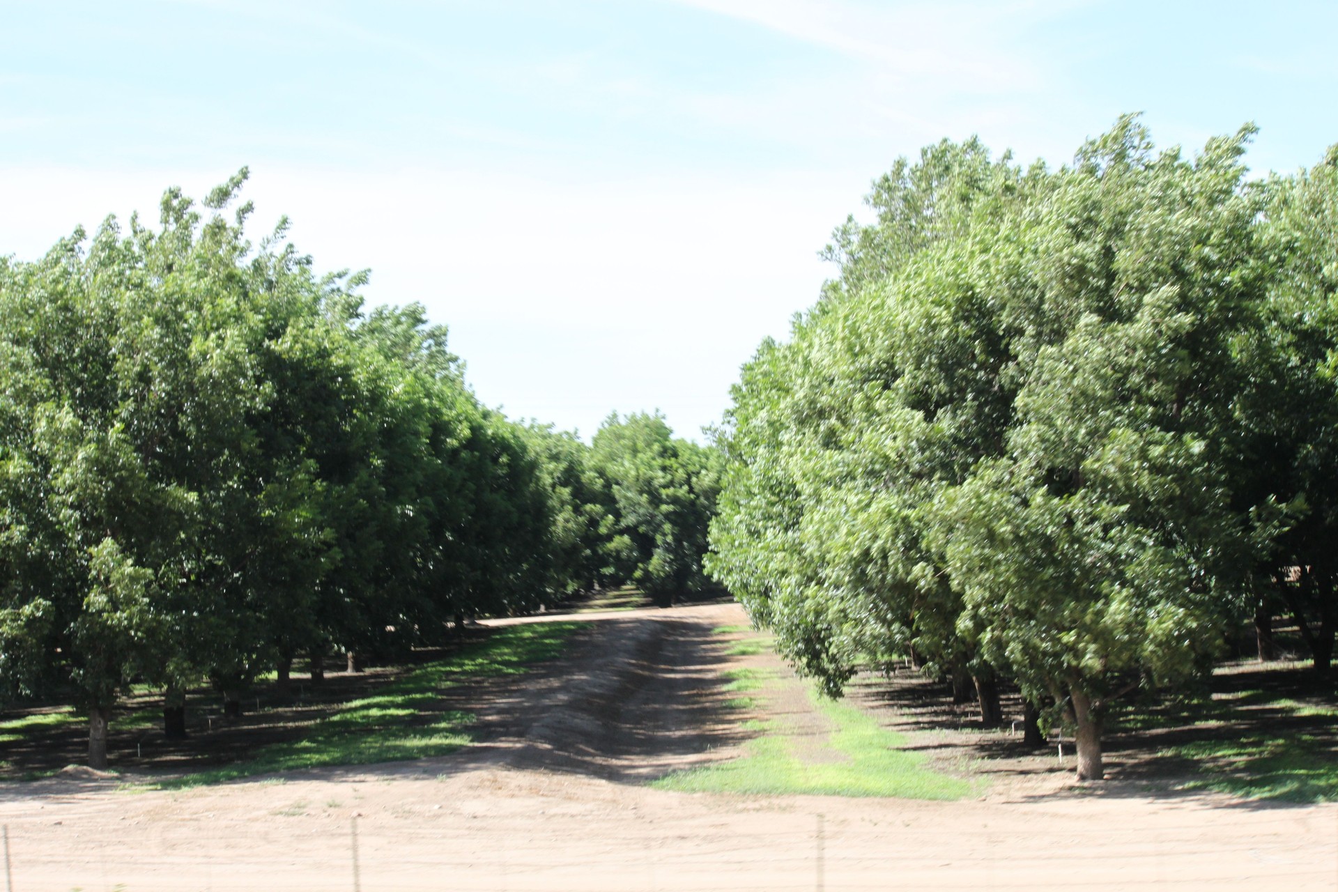 Orange Grove in Arizona