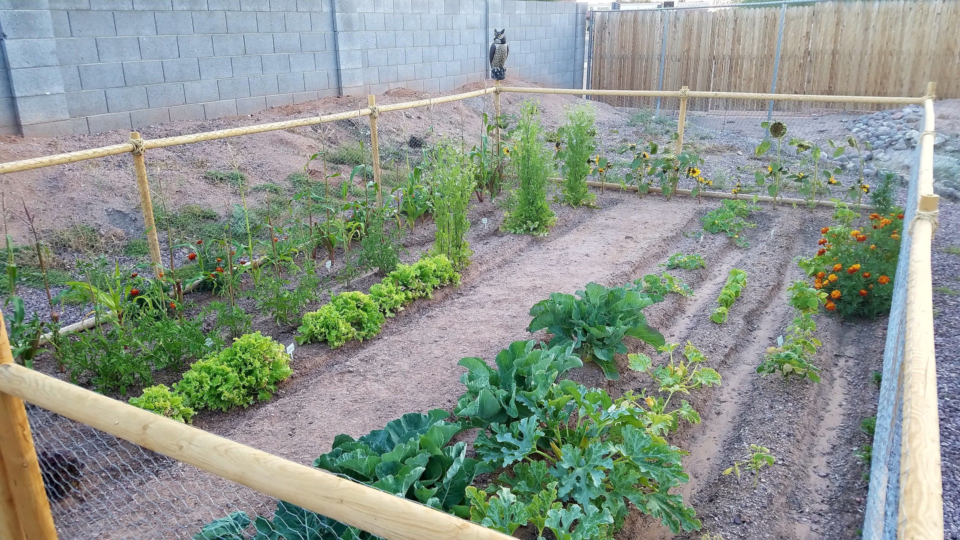 Arizona Gardening, Vegetable Garden with Furrows in Apache Junction